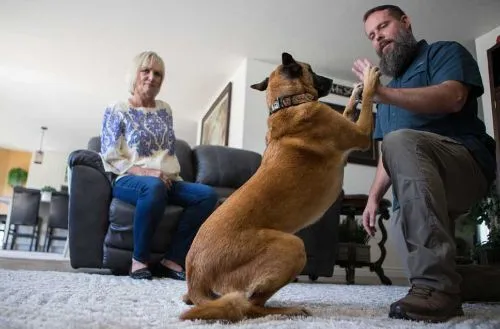 Dog Training Navarre FL: Unlocking Your Dog’s Full Potential